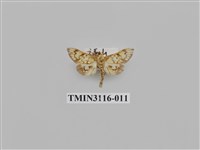 藏品(螟蛾219)的圖片